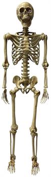 Deluxe 5 Foot Poseable Skeleton Halloween Decoration