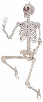 Halloween Decoration: 5' Pose and Hold Skeleton