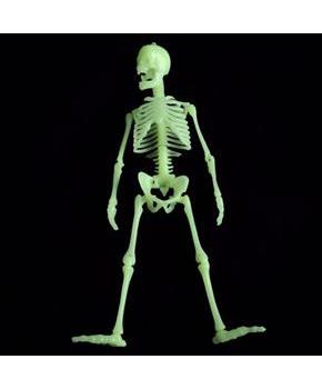 Box Of Bones (Include 1 Units)