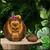 Geeki Tiki Disney The Jungle Book Baloo 32 Ounce Coconut Mug