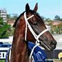 Breyer Traditional 1:9 Scale Model Horse | Winx Australian Racehorse