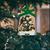 Breyer 2023 Stirrup Holiday Ornament | Highlander