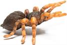 CollectA Insect Collection Miniature Figure | Mexican Redknee Tarantula