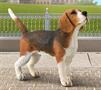 CollectA Cats & Dogs Collection Miniature Figure | Beagle