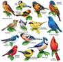 Songbirds II | 15 Mini Shaped Jigsaw Puzzles | 500 Color Coded Pieces