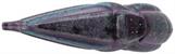 Star Trek Starship Replica | Night Aliens