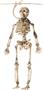 Scary Skeletons 72 Inch Garland Decoration
