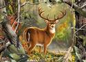 Backcountry Buck 1000 Piece Jigsaw Puzzle