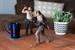 The Walking Dead Deluxe 10" Daryl Dixon Action Figure