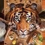I AM Tiger 550 Piece Animal Head-Shaped Jigsaw Puzzle