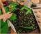Minecraft Green Creeper Kitchen Set | Apron, Oven Mitt, Dish Towels, Pot Holder