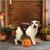 Cupcake Pet Costume