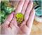 Marvel Studios I Am Groot Limited Edition Enamel Pin