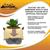 Avatar: The Last Airbender Appa 6-Inch Ceramic Planter With Artificial Succulent