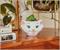 Disney The Aristocats Marie 4-Inch Mini Planter With Artificial Succulent