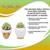 The Golden Girls Sophia Face Mini Ceramic Planter With Faux Succulent | 3 Inches