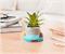 JAWS Shark 4-Inch Ceramic Mini Planter With Artificial Succulent