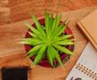The Office Schrute Farms Rustic 8.25 x 4.5 Inch Ceramic Planter w/Artificial Plant