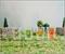 Shrek Characters 2-Ounce Mini Shot Glasses | Set of 4