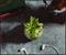 Star Wars Death Star 3-Inch Ceramic Mini Planter With Artificial Succulent