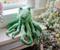 Tentacle Kitty Series Cat Guru Plush Collectible | Measures 28 Inches Long