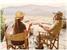 Safari Pith Helmet Hat Adult Costume Accessory