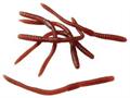 Worms (Include 12 Units)