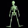 Box Of Bones (Include 1 Units)