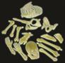 Box Of Bones (Include 1 Units)