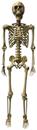 Deluxe 5 Foot Poseable Skeleton Halloween Decoration