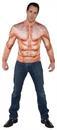 Padded Muscles Photo Real Shirt Adult Costume